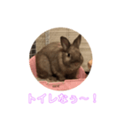 らびふぁー！（個別スタンプ：3）
