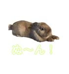 らびふぁー！（個別スタンプ：6）