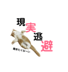 まめ♀ともも♂（個別スタンプ：4）