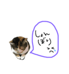 まめ♀ともも♂（個別スタンプ：5）
