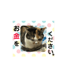 まめ♀ともも♂（個別スタンプ：7）