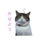 うちのにゃんこ6（個別スタンプ：1）