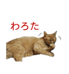 うちのにゃんこ6（個別スタンプ：6）
