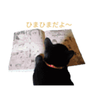うちのにゃんこ6（個別スタンプ：7）