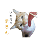 うちのにゃんこ6（個別スタンプ：19）