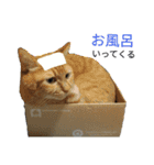 うちのにゃんこ6（個別スタンプ：21）