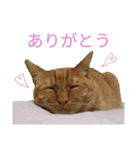 うちのにゃんこ6（個別スタンプ：22）