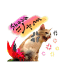 おみそちゃんスタンプ 2（個別スタンプ：5）
