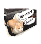 おみそちゃんスタンプ 2（個別スタンプ：24）