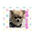 チワワ 日常会話2（個別スタンプ：12）
