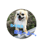 チワワ 日常会話2（個別スタンプ：13）