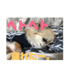 チワワ 日常会話2（個別スタンプ：15）