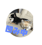 チワワ 日常会話2（個別スタンプ：16）