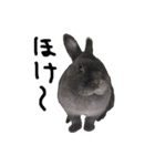 うさぎのひねりん（個別スタンプ：4）