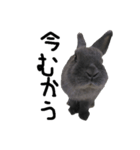 うさぎのひねりん（個別スタンプ：6）