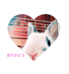 ごまちゃん。（個別スタンプ：1）