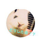 ごまちゃん。（個別スタンプ：2）