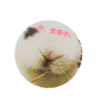 ごまちゃん。（個別スタンプ：3）