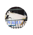 ごまちゃん。（個別スタンプ：6）