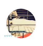 ごまちゃん。（個別スタンプ：7）