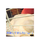 ごまちゃん。（個別スタンプ：11）