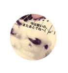 ごまちゃん。（個別スタンプ：13）