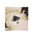 ごまちゃん。（個別スタンプ：19）