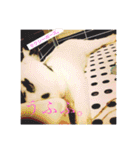 ごまちゃん。（個別スタンプ：24）