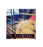 ごまちゃん。（個別スタンプ：26）