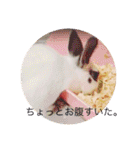 ごまちゃん。（個別スタンプ：30）