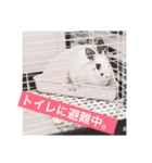 ごまちゃん。（個別スタンプ：32）