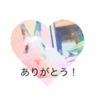 ごまちゃん。（個別スタンプ：37）