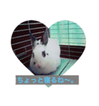 ごまちゃん。（個別スタンプ：40）