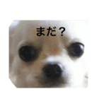 いろいろワンコ（個別スタンプ：1）