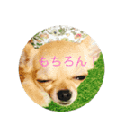 いろいろワンコ（個別スタンプ：4）