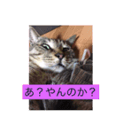 すがわらさんちの子供たち（個別スタンプ：6）