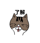 きじとらにゃんこ（個別スタンプ：1）