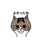 きじとらにゃんこ（個別スタンプ：15）