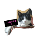 ニャンとも楽しいキュウ日（個別スタンプ：1）