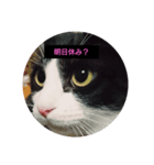 ニャンとも楽しいキュウ日（個別スタンプ：5）