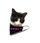 ニャンとも楽しいキュウ日（個別スタンプ：6）