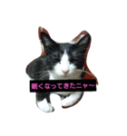 ニャンとも楽しいキュウ日（個別スタンプ：7）