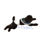 ビスケくん（個別スタンプ：4）