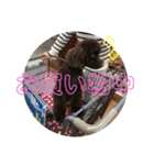 ビスケくん（個別スタンプ：20）