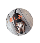 ダックスとの楽しい生活（個別スタンプ：6）