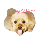 プードルプ～イ（個別スタンプ：2）