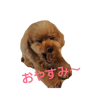 プードルプ～イ（個別スタンプ：5）