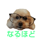 プードルプ～イ（個別スタンプ：7）
