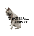ろーずたんスタンプ（個別スタンプ：7）