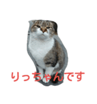 りっちゃんのお部屋（個別スタンプ：1）